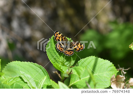 Spring type of Sakahachicho (♀) 76974348