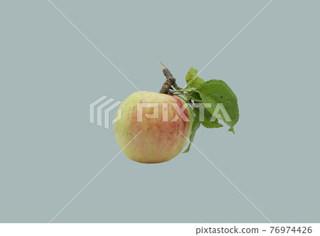 Apple with wild apple tree. 76974426