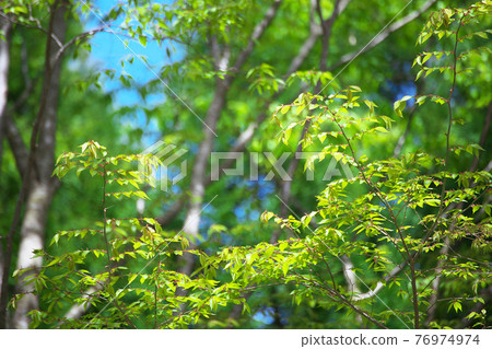 Fresh green Fresh green 76974974
