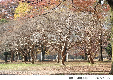 代代木公園秋葉 代代木公園秋葉 76975009