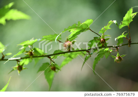 Rubus palmatus immature fruit 76975679