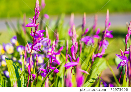 有盛開的襯裙水仙花的花壇 照片素材 圖片 圖庫