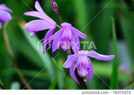 Bloom pretty 76975878