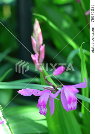 Bloom pretty Bloom pretty 76975885