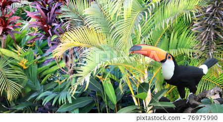 Beautiful colorful toucan bird on a branch in a rainforest 76975990