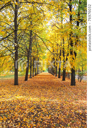 Beautiful landscape with linden alley in autumn park 76976032