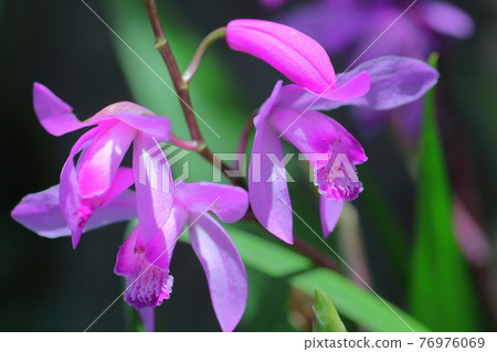 Bloom pretty 76976069