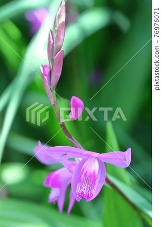 Bloom pretty 76976071
