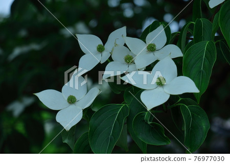 花園的象徵樹 76977030