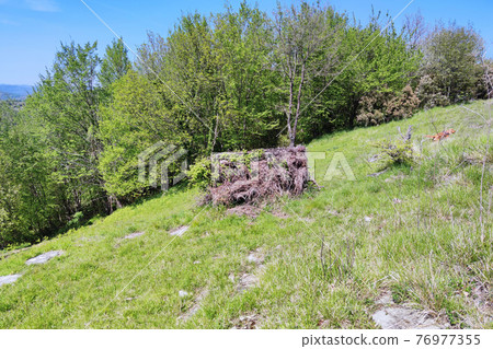 branches and leaves hunting hut 76977355