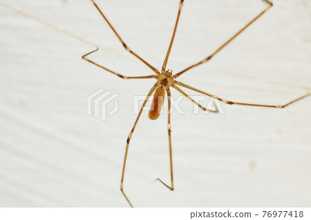 Spider with long legs on the wall close up Spider with long legs on the wall close up 76977418
