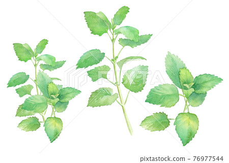 草藥：檸檬香脂的水彩插圖 76977544