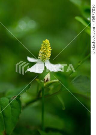 Blooming white flowers of medicinal plant Houttuynia cordata Blooming white flowers of medicinal plant Houttuynia cordata 76977856