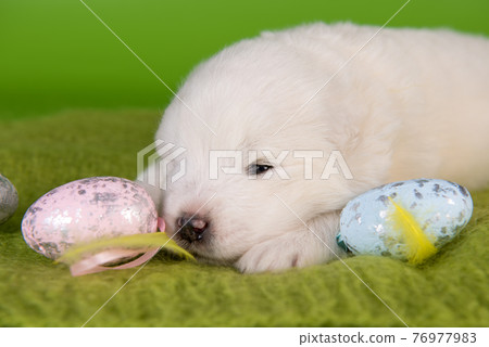 White small Samoyed puppy dog with eggs on Easter White small Samoyed puppy dog with eggs on Easter 76977983