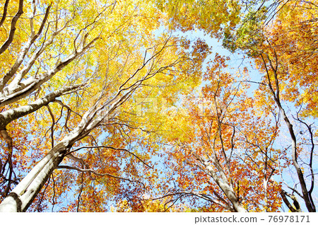 Autumn forest with yellow beech Autumn forest with yellow beech 76978171