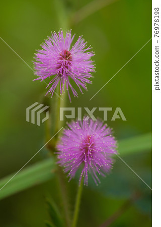戶外生長的含羞草盛開粉色花 76978198