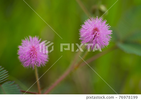 戶外生長的含羞草盛開粉色花 戶外生長的含羞草盛開粉色花 76978199