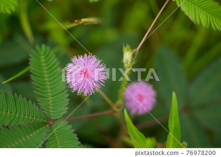 戶外生長的含羞草盛開粉色花 戶外生長的含羞草盛開粉色花 76978200