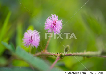 戶外生長的含羞草盛開粉色花 戶外生長的含羞草盛開粉色花 76978201