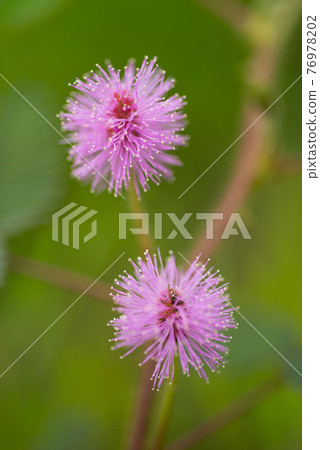 戶外生長的含羞草盛開粉色花 戶外生長的含羞草盛開粉色花 76978202