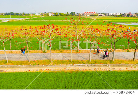 Taiwan Tainan Baihe Kapok 76978404