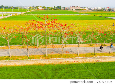 臺灣台南白河林初埤木棉花Taiwan Tainan Baihe Kapok 76978406