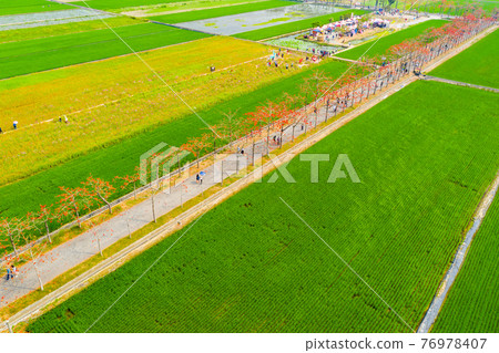 臺灣台南白河林初埤木棉花Taiwan Tainan Baihe Kapok 76978407