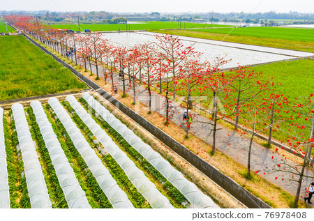 臺灣台南白河林初埤木棉花Taiwan Tainan Baihe Kapok 臺灣台南白河林初埤木棉花Taiwan Tainan Baihe Kapok 76978408