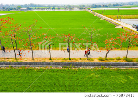 臺灣台南白河林初埤木棉花Taiwan Tainan Baihe Kapok 76978415