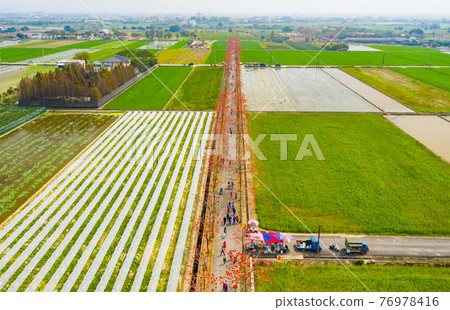 臺灣台南白河林初埤木棉花Taiwan Tainan Baihe Kapok 76978416