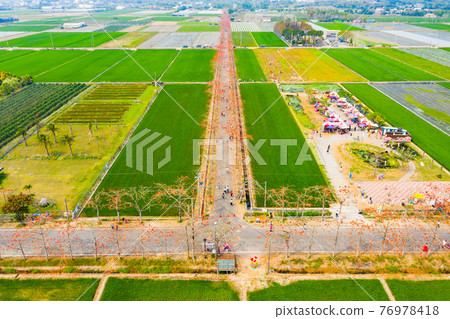 臺灣台南白河林初埤木棉花Taiwan Tainan Baihe Kapok 76978418