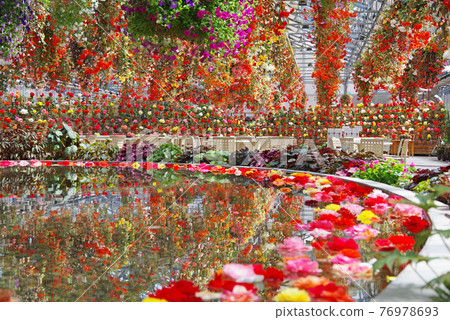 Nabana no Sato [Begonia Garden] 76978693