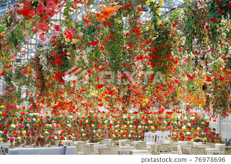 Nabana no Sato [Begonia Garden] 76978696