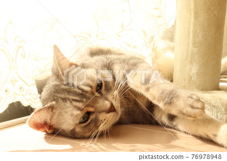 貓美國短毛貓藍虎斑躺在陽光下 貓美國短毛貓藍虎斑躺在陽光下 76978948