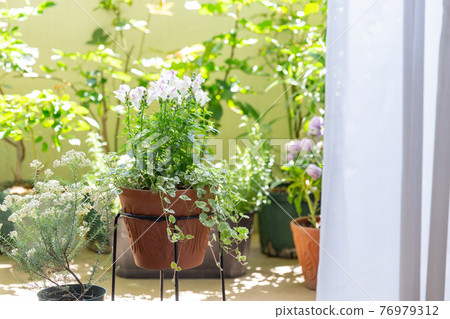 陽台上盛開的白花綠盆栽 76979312