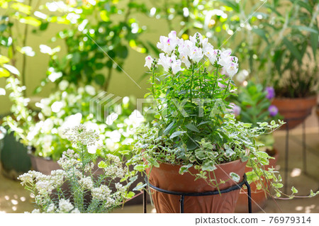 Flowers in a group planting container that blooms on the balcony 76979314
