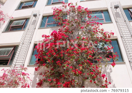 Flowers snuggling up to the building 76979315