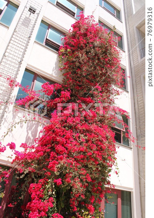 Flowers snuggling up to the building 76979316