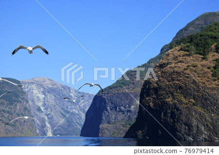 Seagull and fjord cruise 76979414