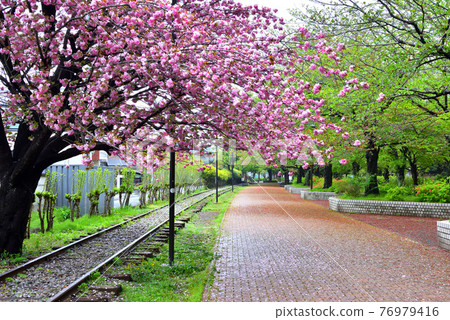 在寒川一宮公園盛開的重瓣櫻花 76979416