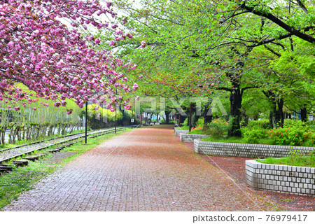 在寒川一宮公園盛開的重瓣櫻花 在寒川一宮公園盛開的重瓣櫻花 76979417