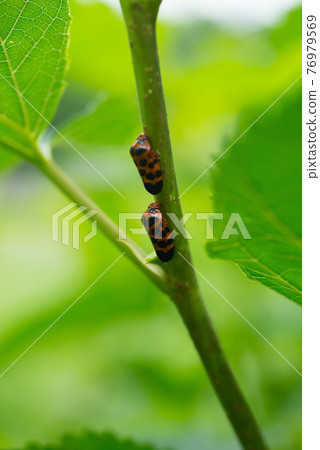樹枝上的蟬類昆蟲 樹枝上的蟬類昆蟲 76979569