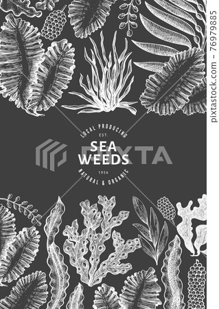 Seaweed design template. Hand drawn vector seaweeds illustration on chalk board. Engraved style sea food banner. Vintage sea plants background 76979885