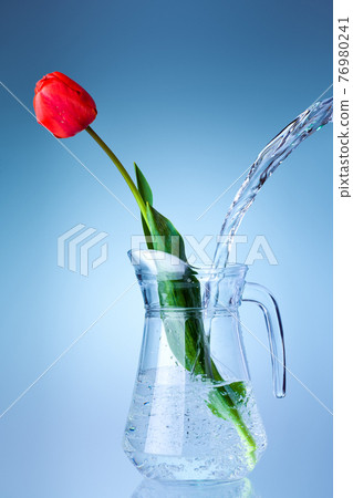 glass transparent jug filled with a stream of flowing water into a vase with a red blooming tulip decorative object of spring romance on a blue background for congratulations on Mother's Day. glass transparent jug filled with a stream of flowing water into a vase with a red blooming tulip decorative object of spring romance on a blue background for congratulations on Mother's Day. 76980241