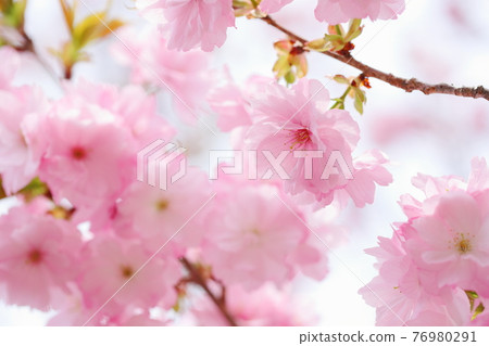 Double cherry blossoms in full bloom 76980291