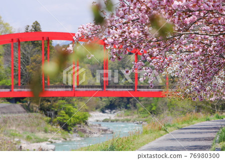 Tenryukyo (Tenryukyo) Yaesakura on the Yaesakura Highway and Tenryu Bridge over the Tenryu River Tenryukyo (Tenryukyo) Yaesakura on the Yaesakura Highway and Tenryu Bridge over the Tenryu River 76980300