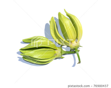 Close up fragrant flowers of climbing ylang-ylang 76980437