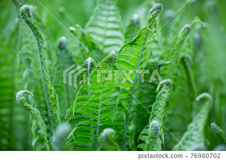 Green flowering fern in spring forest Green flowering fern in spring forest 76980702