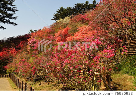 Kasama City, Ibaraki Prefecture Scenery of Kasama Tsutsuji Park where azaleas in full bloom bloom against the blue sky 76980958