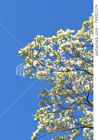 Dogwood Dogwood 76981174